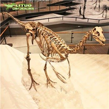 Ornithomimus Skeleton